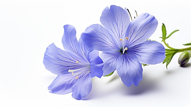 Photo of beautiful Jacob's Ladder flower isolated on white background