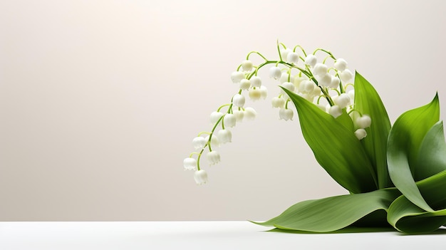 Photo of beautiful Lily of the Valley flower isolated on white background