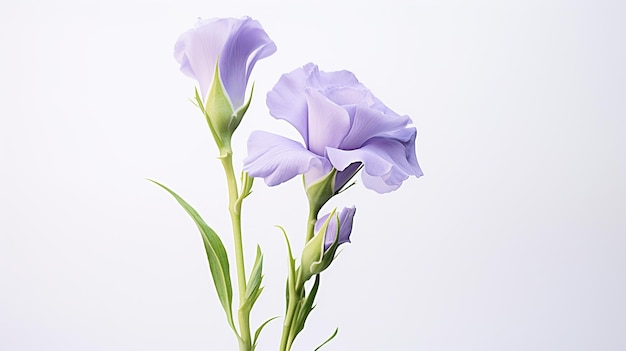 白い背景に隔離された美しいLisianthus花の写真