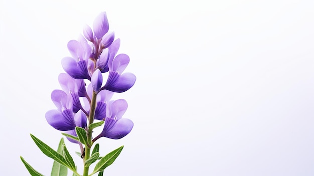 Photo of beautiful Lupine flower isolated on white background