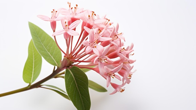 Photo of beautiful Milkweed flower isolated on white background