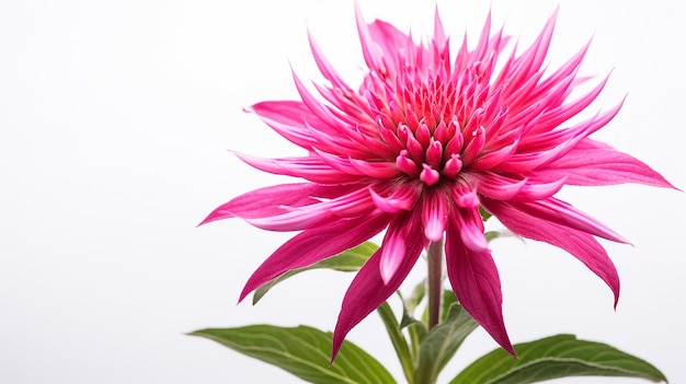 Photo of beautiful Monarda flower isolated on white background