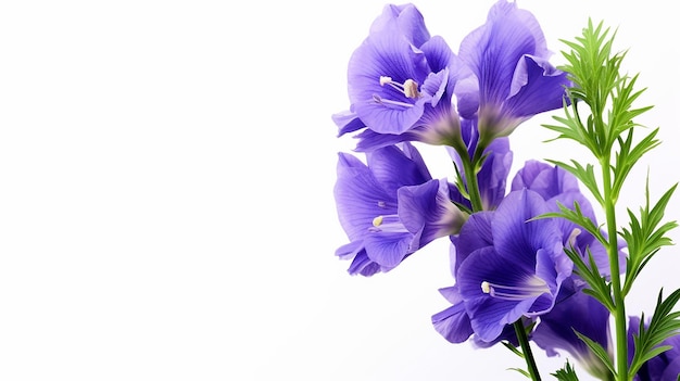 Photo of beautiful Monkshood flower isolated on white background