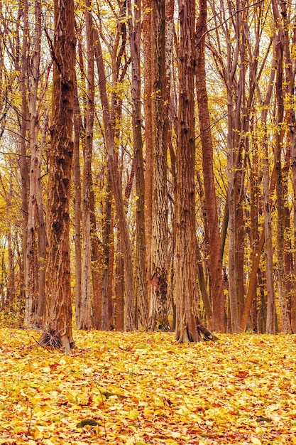 Фото красивого оранжевого осеннего леса с листьями