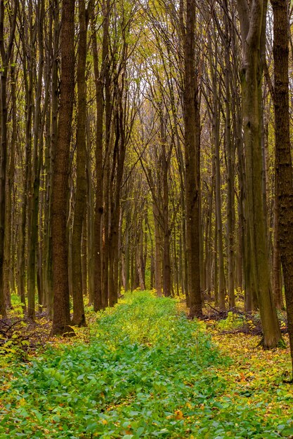 Photo of beautiful orange autumn forest with leaves