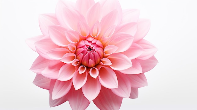 Photo of beautiful Pink flower isolated on white background