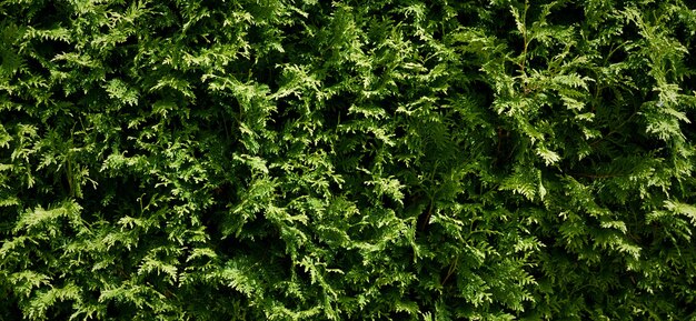 美しい植物の背景の写真