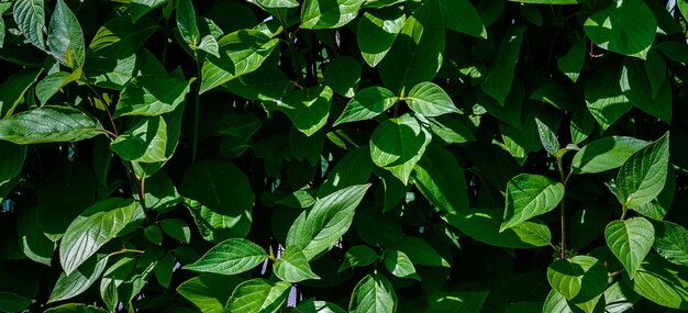 美しい植物の写真