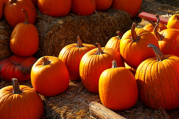 Photo of beautiful pumpkins at outdoor farmer local market in sunny autumn day.