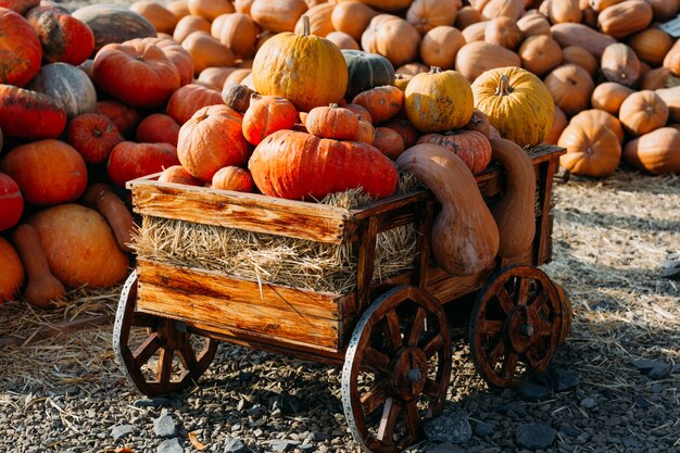 Photo of beautiful pumpkins at outdoor farmer local market in sunny autumn day.