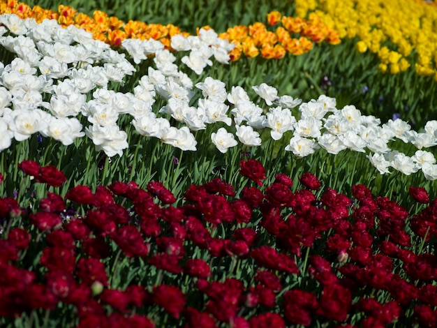 Photo of a beautiful red and white roses grown in a large meadow