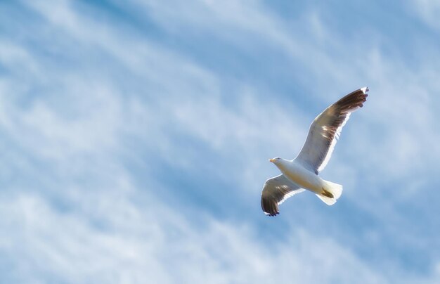 A photo of a beautiful sea gull A photo of a beautiful sea gull