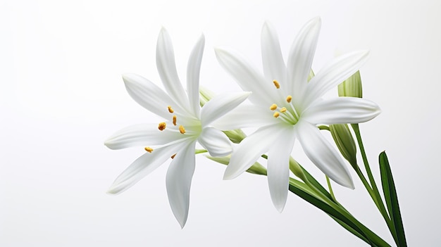 白い背景に隔離された美しいベツレヘム星の花の写真