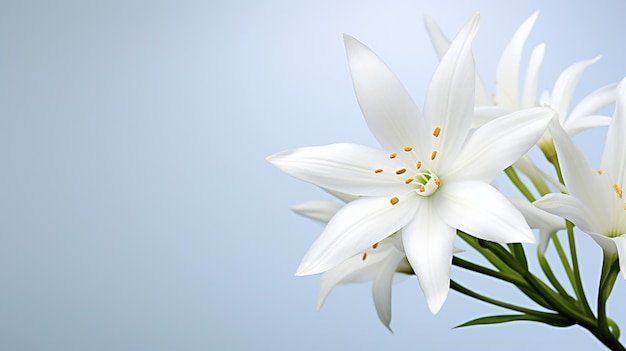 Photo of beautiful Star of Bethlehem flower isolated on white background