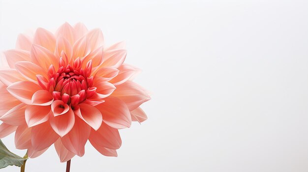 Photo of beautiful Stock flower isolated on white background