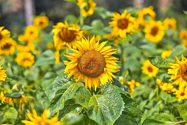 Photo Of Beautiful Sunflowers in the field