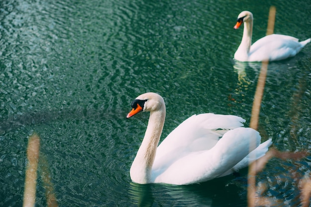 좋은 봄 날에 다뉴브 강에서 수영하는 아름다운 백조의 사진