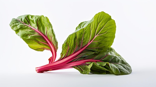 Photo of beautiful Swiss Chard flower isolated on white background