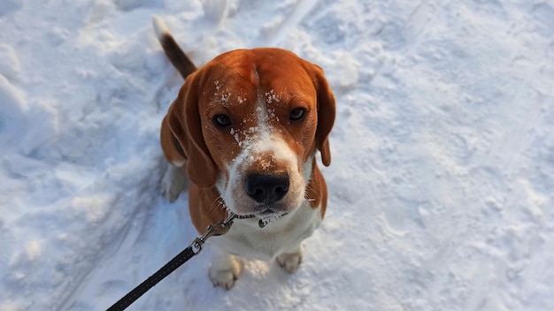 Photo of a beautiful thoroughbred beagle who sits on the snow