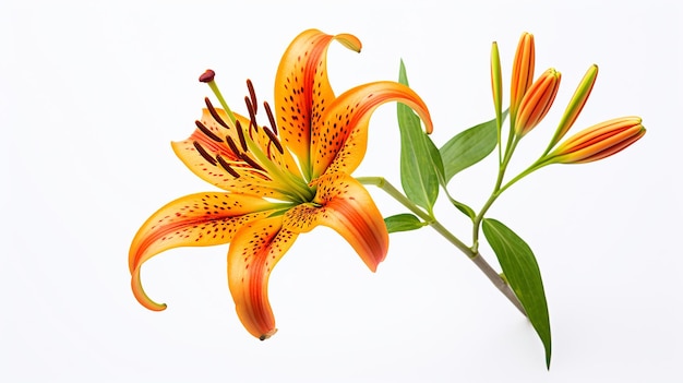 색 배경 에 고립 된 아름다운 타이거 릴리 꽃 의 사진