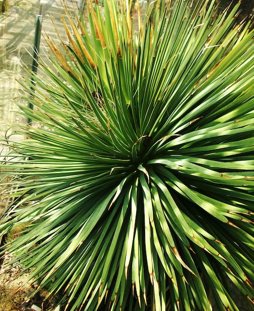 Photo of a Beautiful tropical cactus garden