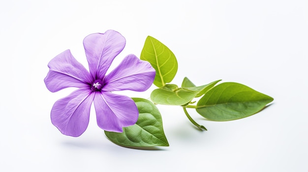 Photo of beautiful vinca flower isolated on white background