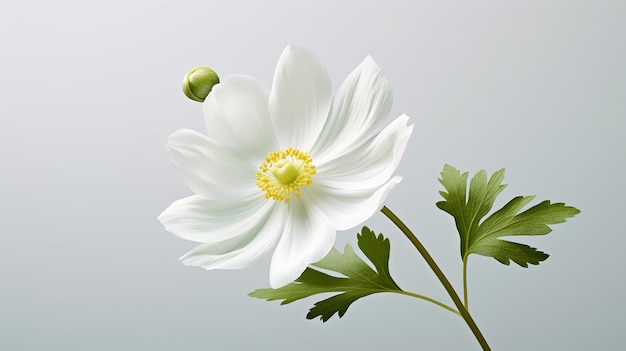 Photo of beautiful windflower isolated on white background