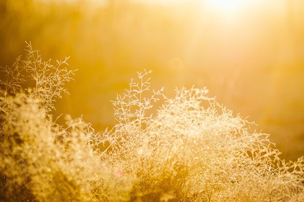 Photo of beautiful yellow plant