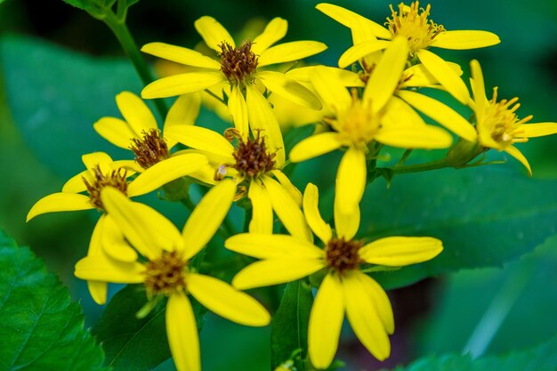 Photo of beautiful yellow wild flower in Carpathian mountains