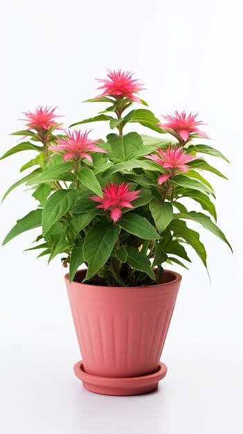 Foto foto del fiore del balsamo dell'ape in vaso isolato su fondo bianco