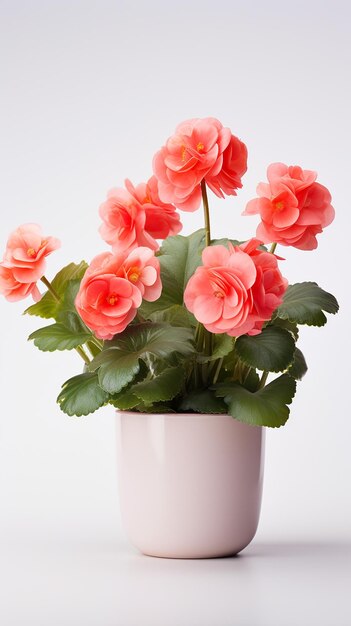 Photo of Begonia flower in pot isolated on white background