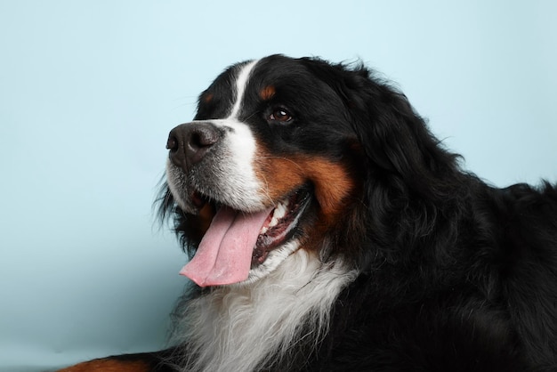 Photo Bernese Mountain Dog on a soft blue background Studio shot of a dog in front of an isolated background