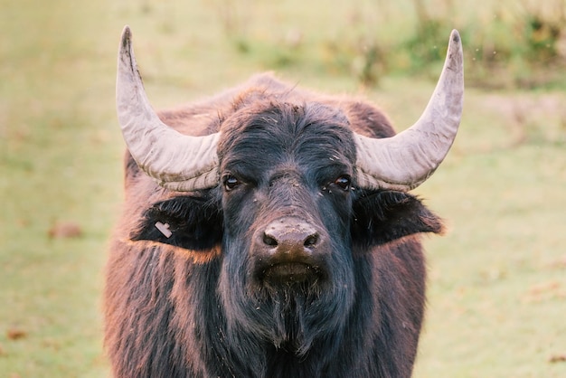 Photo of a big buffalo