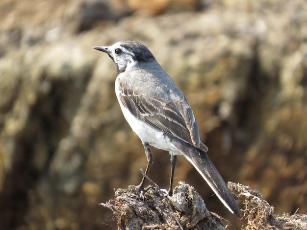 Photo of a bird in nature