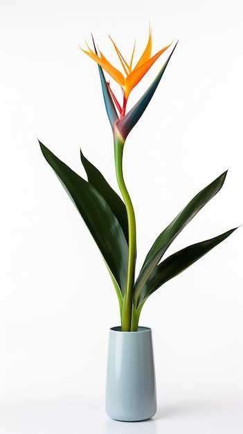 Photo of Bird of Paradise flower in pot isolated on white background