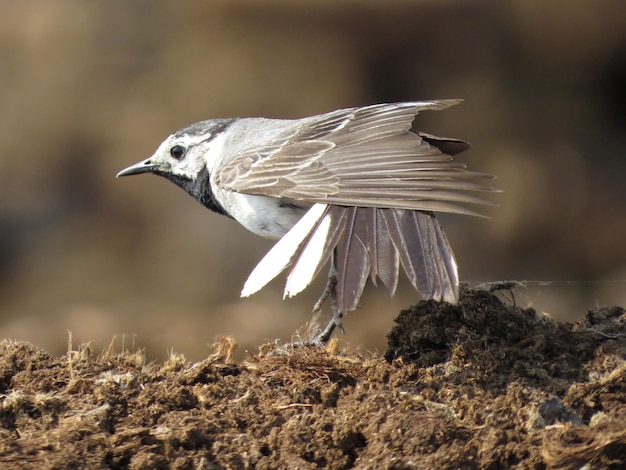 絵のように美しい場所にいる鳥の写真