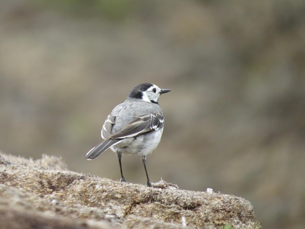 Photo of a bird in a picturesque location