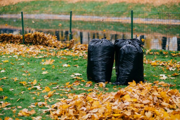 Photo of black trash bags stand in park filled with autumn fallen leaves against fence background Cleaning streets and garbage concept