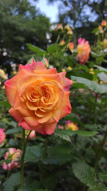 photo of blooming orange spray rose