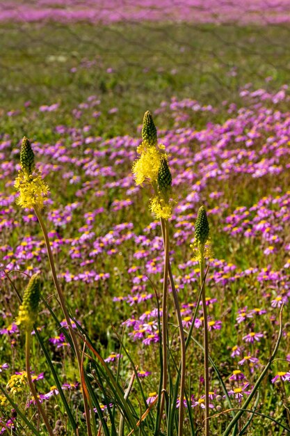 Foto foto di fioriture colorato campo di fiori