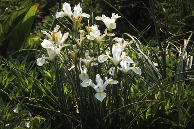 Photo photo of blooms flowers garden