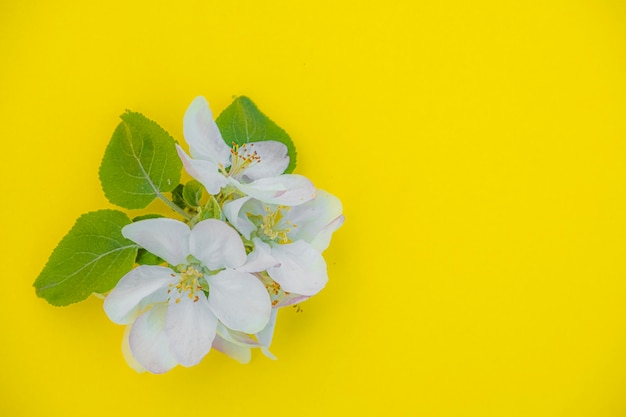 Photo of a blossoming apple tree branch