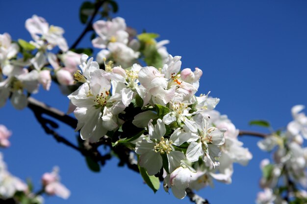 Photo photo of a blossoming apple tree