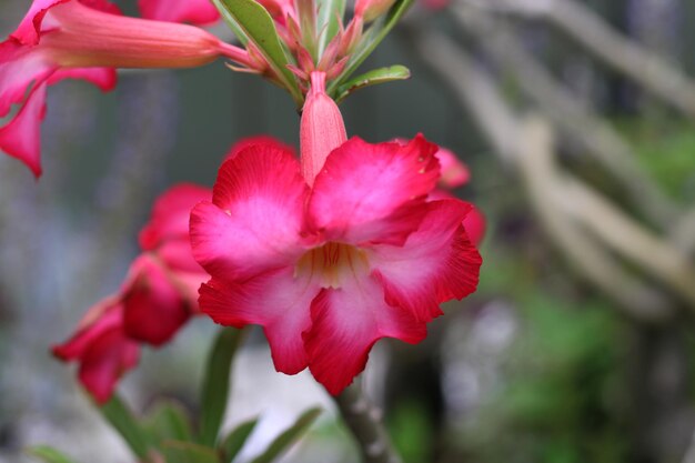 Photo of Blushing Red Flowers In The Garden red