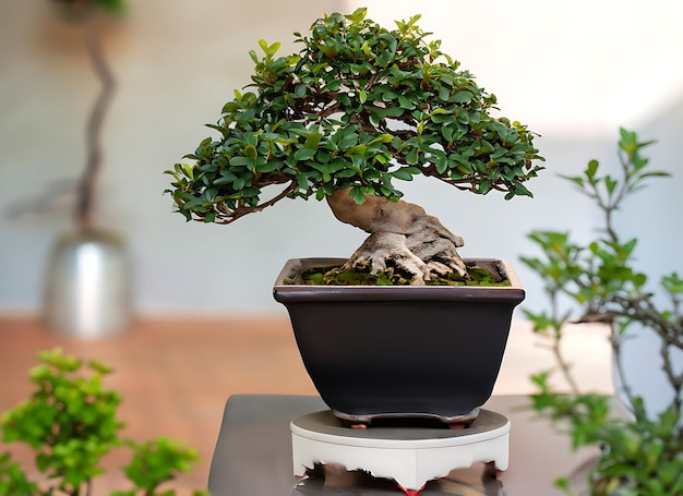 Photo of bonsai in minimalist pot as houseplant for home decoration isolated on blurry background