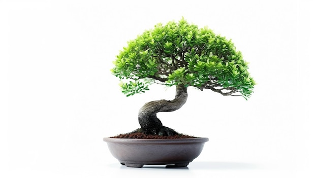 photo of Bonsai tree in a pot in isolated background A Perfect Bonsai Plant AI Generated