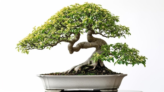 Photo photo of bonsai tree in a pot in isolated background a perfect bonsai plant ai generated