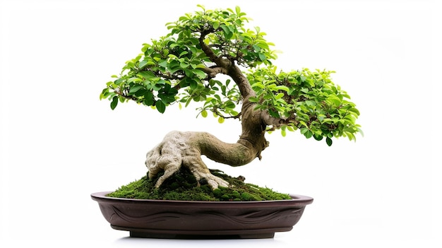 photo of Bonsai tree in a pot in isolated background A Perfect Bonsai Plant AI Generated