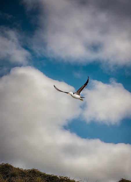 photo bottom view of gull flying high generated by AI