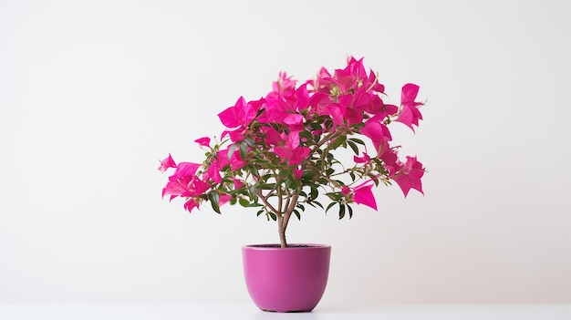 Photo of Bougainvillea flower in pot isolated on white background